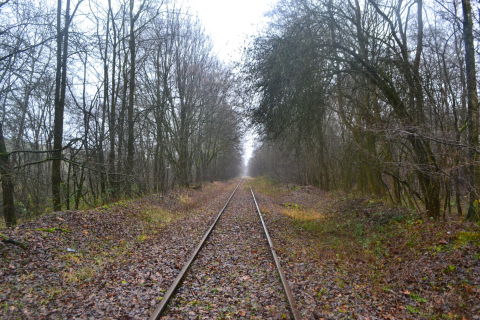 Kolenspoor in bos