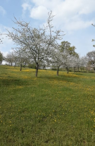 hoogstamboomgaard