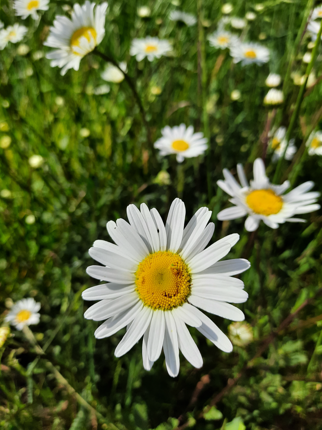 Bloemen berm